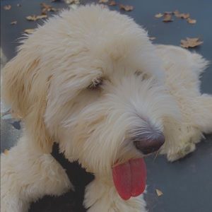 Meet your Posher, Jersey